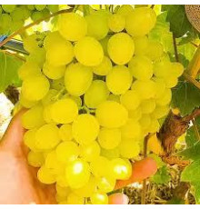 Виноград Цимус (Ранній сорт кишмиш). Двохрічні саджанці.