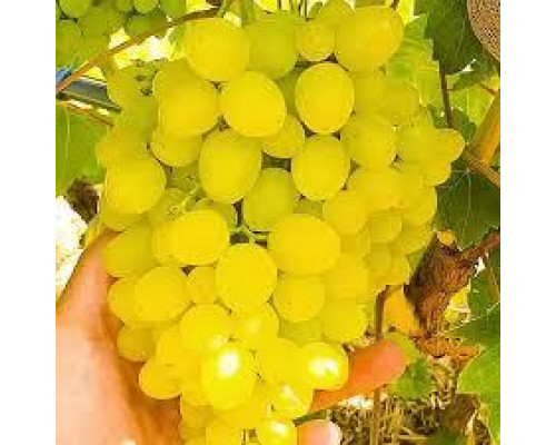 Виноград Цимус (Ранній сорт кишмиш). Двохрічні саджанці.