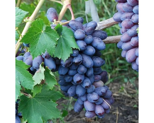 Виноград ''Байконур''
