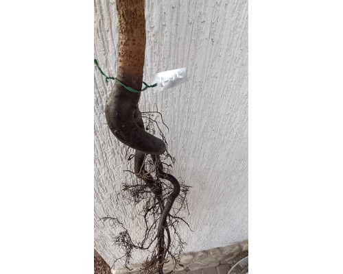 Саджанці хурми (чотирирічні). Надранній сорт Віргінської хурми. А - 115